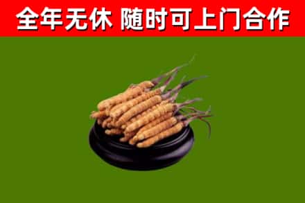 衢州市回收散虫草
