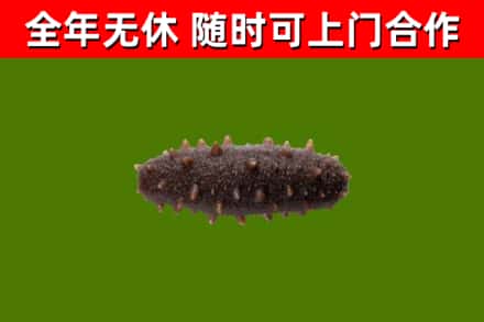衢州市回收海参干